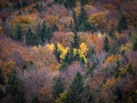 Gemischter, farbiger Herbstwald am Haindorfer Berg Aschau